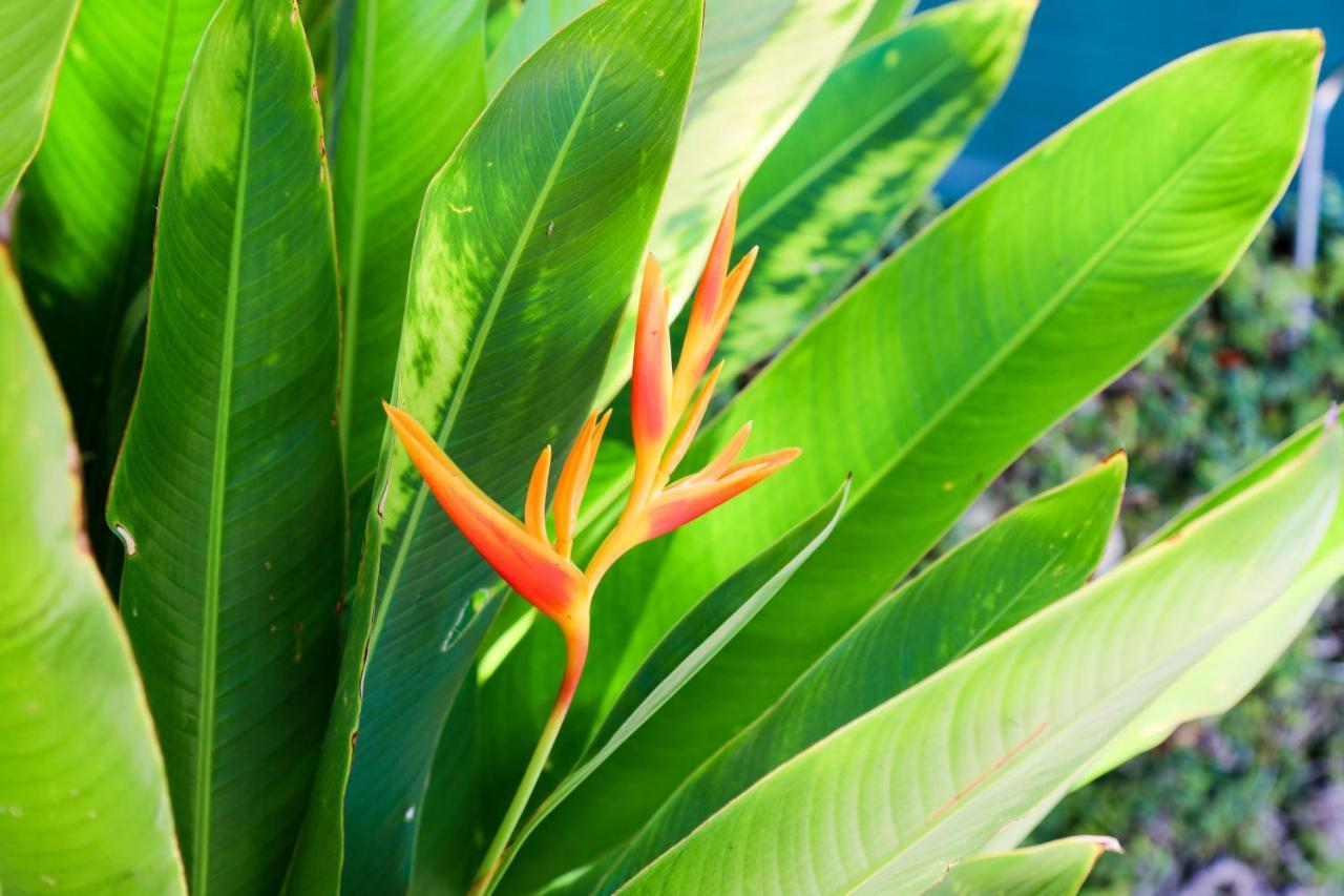 Almond Tree Inn - Adults Only Key West Bagian luar foto